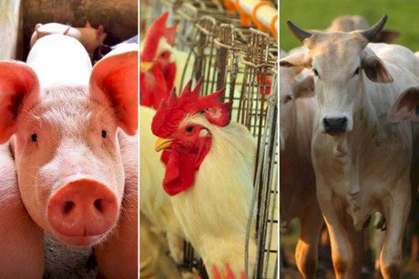 Desempenho do boi, suíno e frango vivos em junho e no 1º semestre de 2025