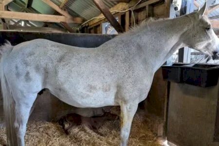 Em caso raríssimo, égua dá à luz filhotes gêmeos idênticos; veja fotos