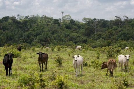 Mercado do boi sente impacto da geada no Paraná