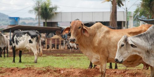 CE: estradas novas impulsionam o leite no Sertão Central