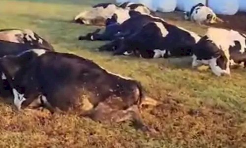 Curto-circuito mata 32 vacas no PR e mobiliza apoio ao produtor: “dor que não se explica”
