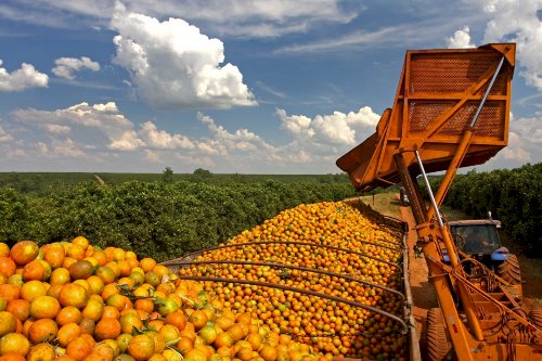 Agro brasileiro exporta US$ 82 bilhões no primeiro semestre de 2025 e reforça liderança global em alimentos