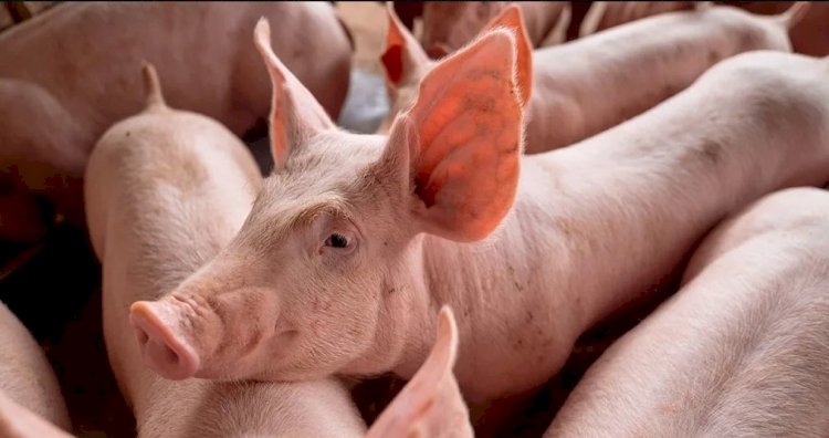 Biosseguridade na suinocultura: a chave para o controle da peste suína africana em 2025