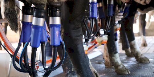 Seapa divulga boletim com atualização dos preços dos derivados lácteos em Goiás