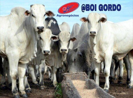 Mercado do boi reage com alta nas arrobas