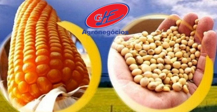 Não venda milho agora