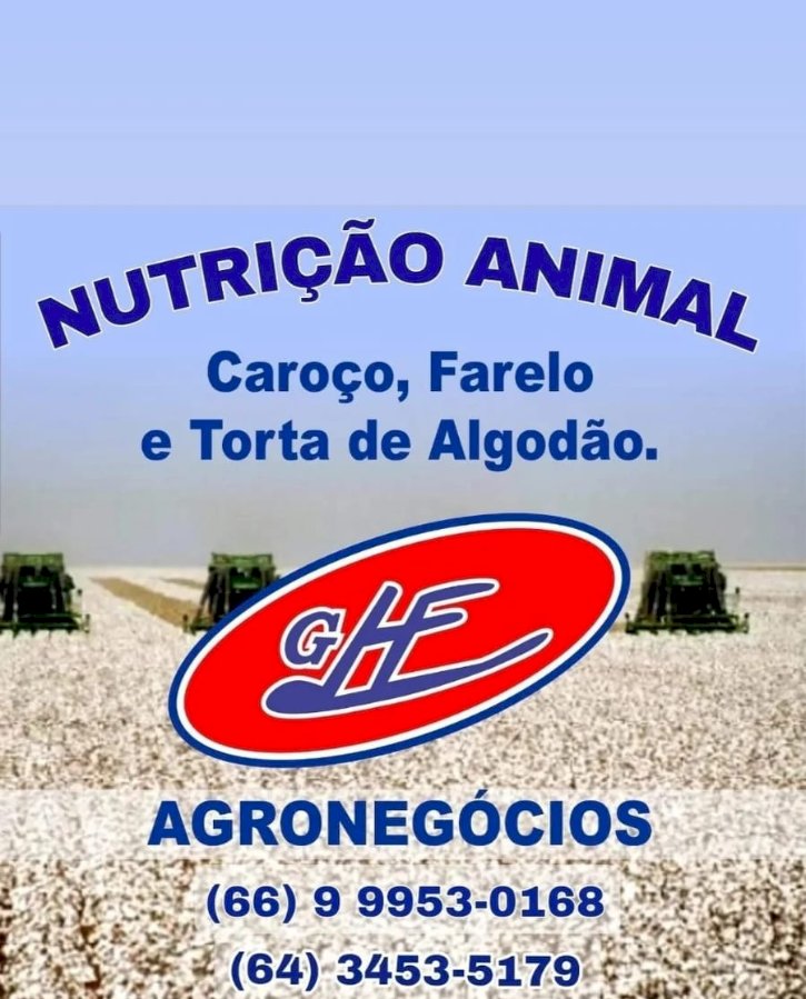 Cotação do algodão cai com força em julho e registra menor média desde novembro de 2024