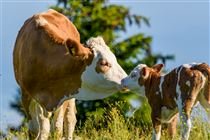 Brasil terá primeiro mapeamento de embriões bovinos