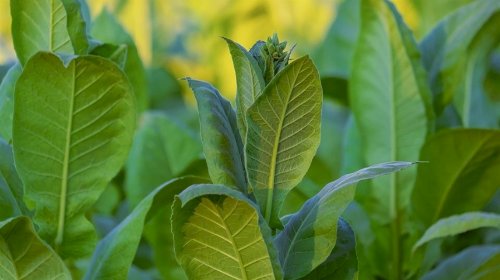 Amprotabaco reforça defesa do setor em audiência em SC