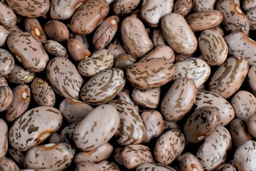 Goiás tem maior produção de feijão das últimas quatro safras e se consolida entre líderes nacionais