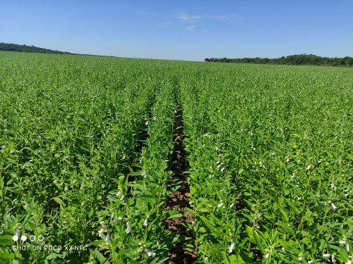 Brasil exporta gergelim para África do Sul