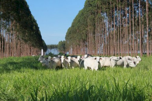 Planilha facilita inventário florestal no ILPF
