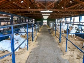 Parque Fernando Costa recebe os primeiros animais da 18ª ExpoGenética