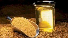 Farelo e Óleo: mercados seguem em direções opostas no Brasil