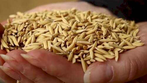 Produção de arroz deve atingir o maior volume em oito safras