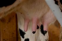 Células-tronco apontam novo caminho contra a mastite