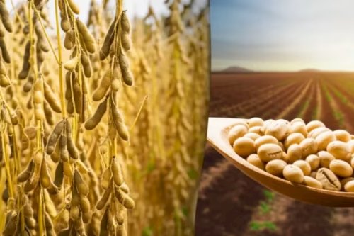 Missão brasileira em Angola amplia cooperação agrícola