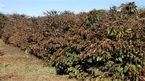 Murcha de Fusarium ameaça o café Conilon