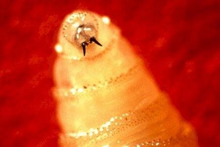 Verme parasita comedor de carne é detectado pela 1ª vez em humano