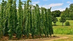 Produção de lúpulo cresce e rende prêmios