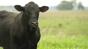 Primeiros exemplares de Brangus chegam à Expointer