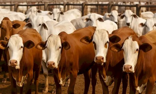 Deputados de MT aprovam redução de 30% no