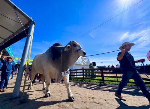Gigante da Expointer: touro Brahman surpreende e bate recorde de peso
