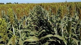 Sorgo cresce como opção lucrativa na safrinha