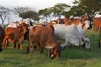 EPAMIG impulsiona genética do Gir Leiteiro