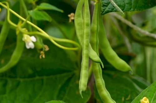 Feijão-de-vagem com alta em Lajeado