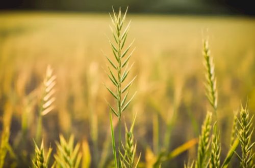 Resistência de plantas daninhas pede manejo inteligente