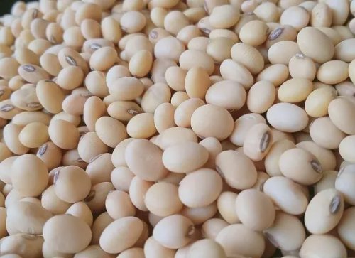 Como Mato Grosso caminha para zerar o mercado ilegal de sementes?