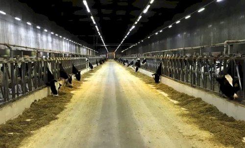 Quem são os maiores produtores de leite do Brasil?