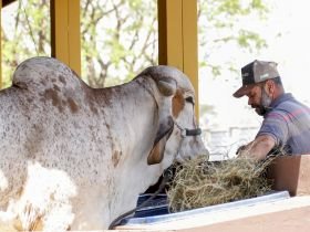 62ª EXPO Rio Preto entra em contagem regressiva para a primeira etapa da feira