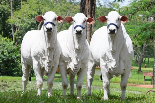 Seapa promove agenda internacional durante o Goiás Genética