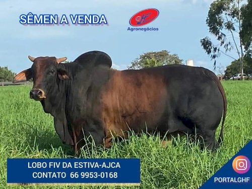 Mercado de boi gordo registra queda nas cotações