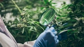 Plano para cadeia produtiva do cânhamo no Brasil é lançado