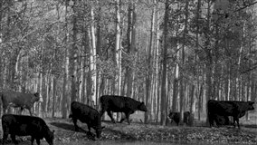 Seguro Pecuário cresce mais de 650% e reforça papel estratégico para a segurança alimentar e econômica do Brasil