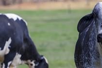 Girolando: benchmarking mostra caminhos para maior eficiência no leite