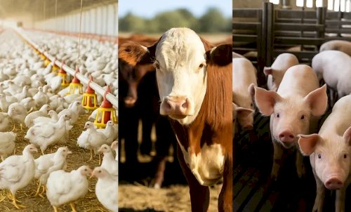 Ranking da pecuária no Brasil: veja os estados líderes no 2º trimestre de 2025, segundo IBGE