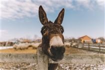 Pesquisadores querem levar leite de jumenta a hospitais