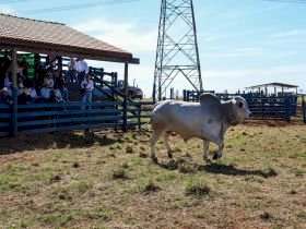 É do Mato Grosso do Sul o touro destaque nacional de qualidade de carcaça