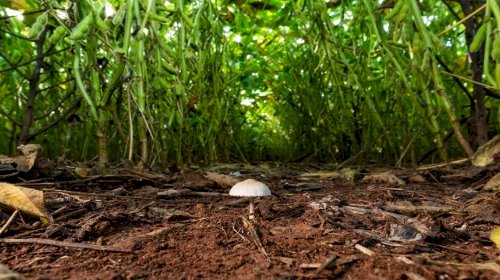 Agricultura regenerativa cresce e conquista produtores