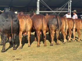 Sindi impõe qualidade na Expo Rio Preto