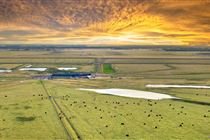 EMATER/RS: forragem melhora e impulsiona produção de leite