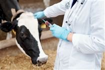 Tuberculose bovina: sintomas, riscos e prevenção no rebanho