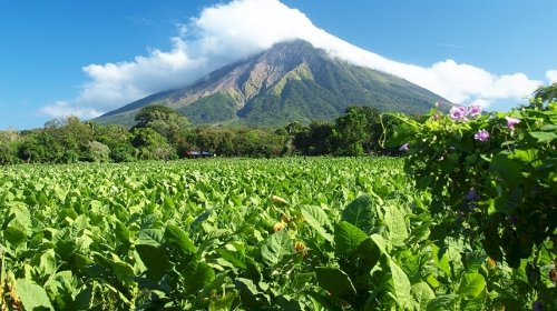Safra recorde de tabaco e faturamento histórico em SC