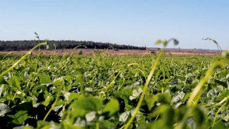 Mercado de feijão registra alta em setembro com oferta limitada