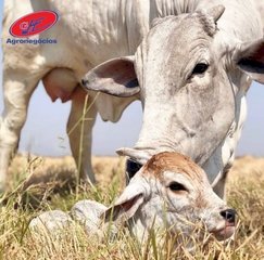 Ceará avança na criação do Conseleite para o estado