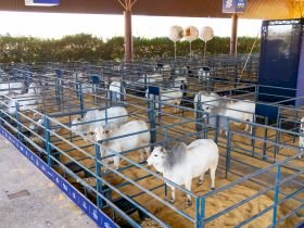 ABCZ e Governo do Acre firmam novo acordo para fortalecer a pecuária no Estado